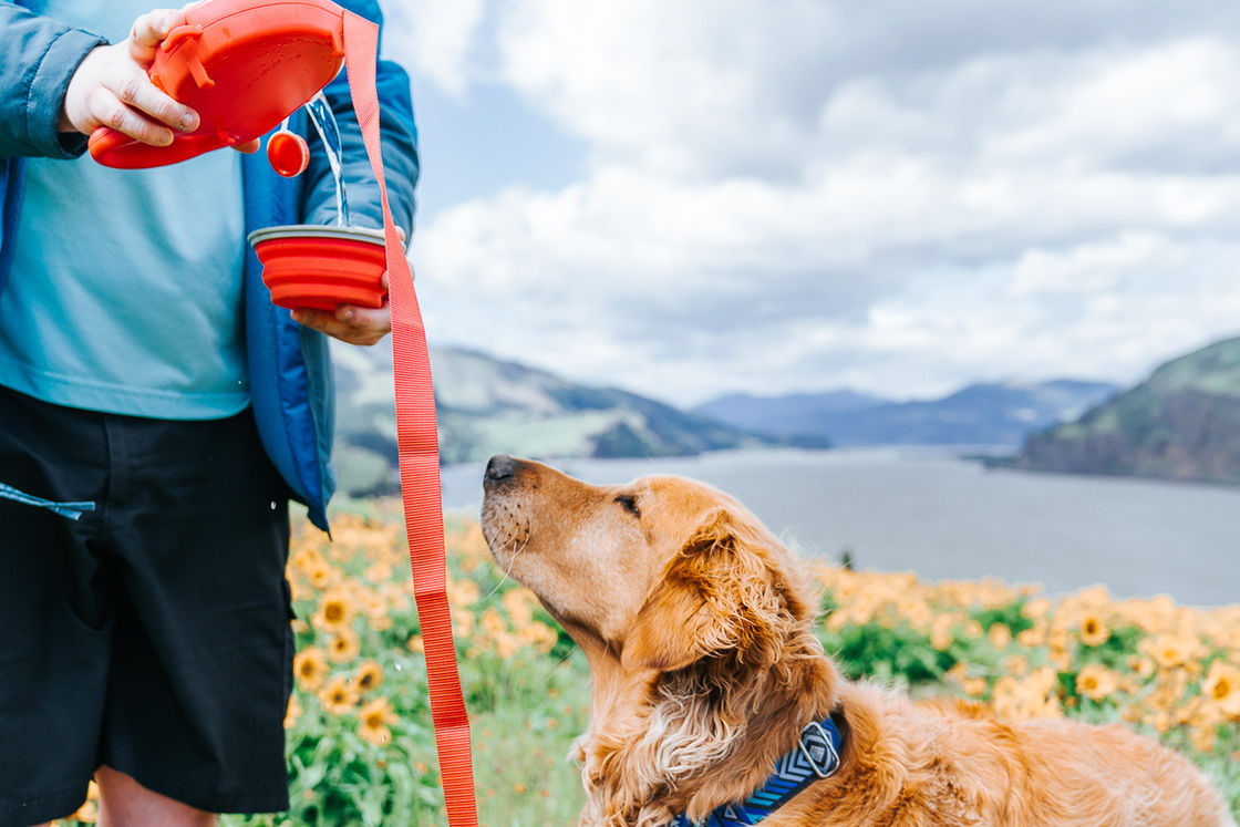 2021 BSCI Leash Dog زجاجة شرب 5 في 1 مقود الكلب مع زجاجة ماء
